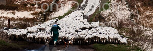 Shepherd, Dog and Sheep at Broadstone II