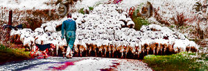 Shepherd, Dog and Sheep at Broadstone