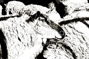 Yorkshire Sheep