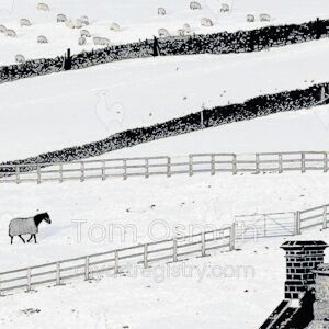Penistone Winter with Horse and Sheep