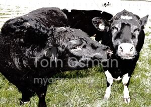 Bull with Cows