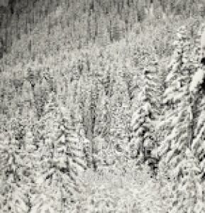 YETI46