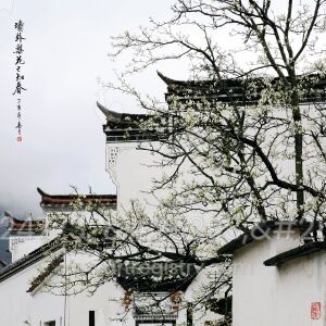 墙外梨花已知春
