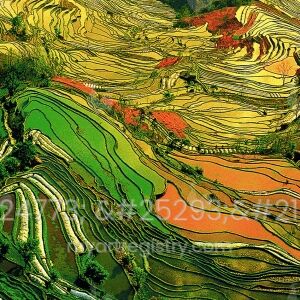 流金岁月