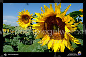 070 IMPRESSIONEN