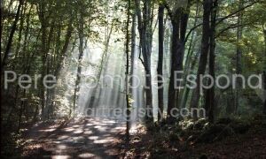 Fageda de bon matí