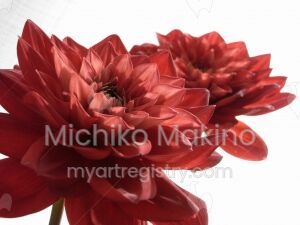 Red Dahlia