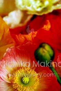 Poppy