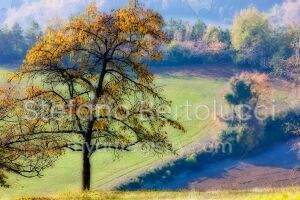 Fall colors 04