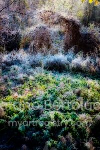 Fall colors 10