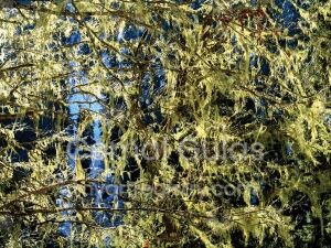 Lace of Light
