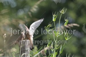 faucons crécerelles (Coeurs de Nature en France)