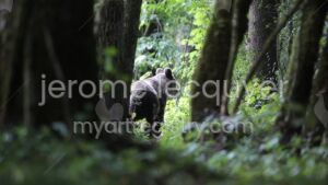 ours sous bois