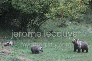 ours dans la prairie