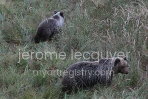 maman ours après la visite aux guèpes
