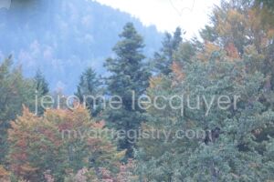 ours haut de l’abre