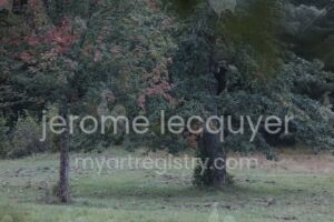 Ours dans l’arbre