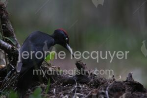 pic noir et fourmis rouges