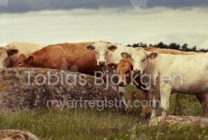 COWS By the Rock