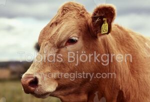 Cows Calm