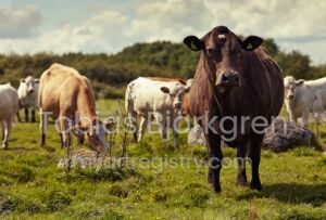 Cows Standing watch