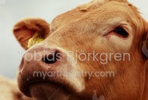 Cows Tear