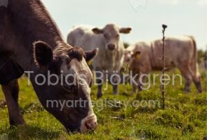 Cows Thistle