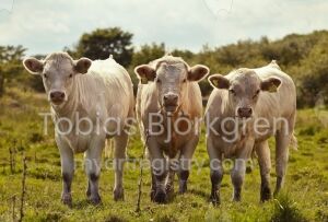 Cows Three’s a crowd