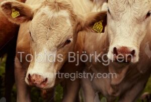 Cows Close Together