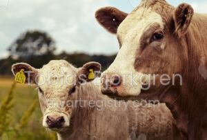 Cows Safe