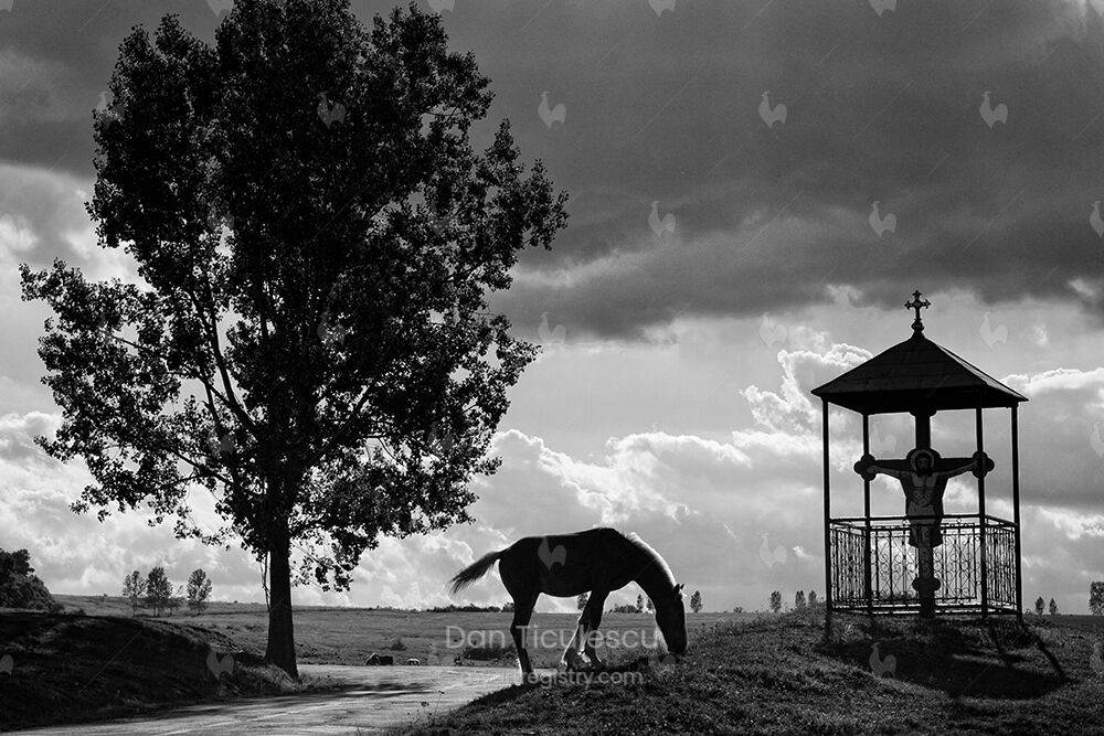 "Coming Home". Limited edition of 14 prints.