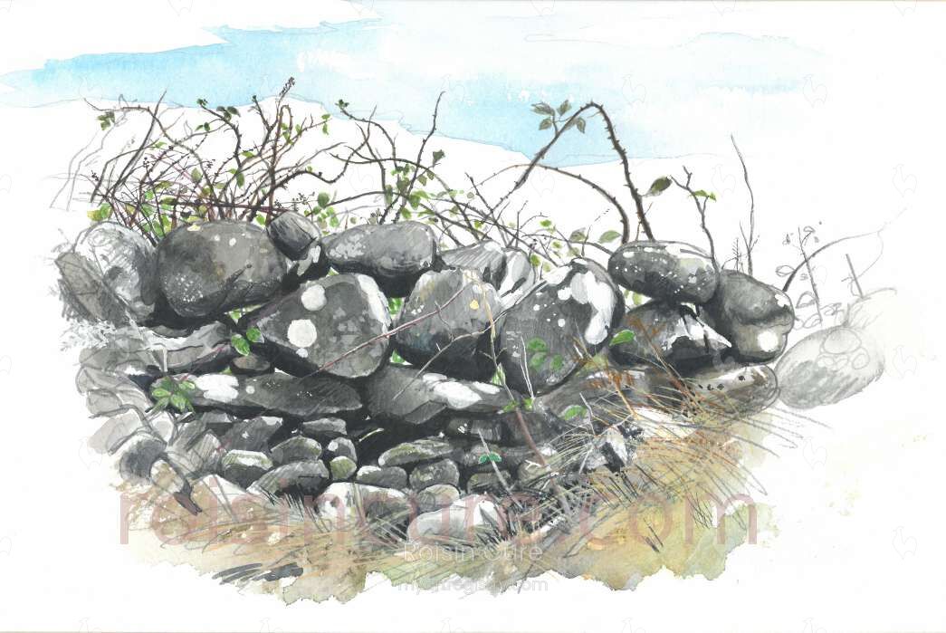 Stone wall with brambles