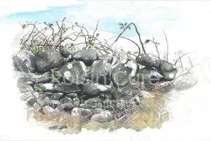 Stone Wall with Brambles