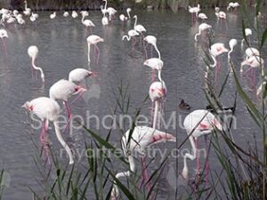 Les Flamands