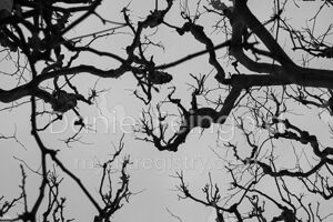 Homenagem ao Retângulo, subsérie Tramas, imagem #03