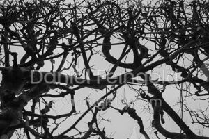 Homenagem ao Retângulo, subsérie Tramas, imagem #02