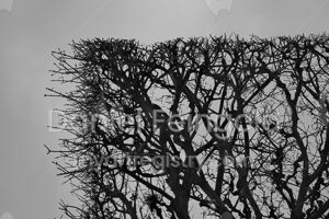 Homenagem ao Retângulo, subsérie Planos, imagem #25