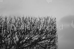 Homenagem ao Retângulo, subsérie Planos, imagem #21