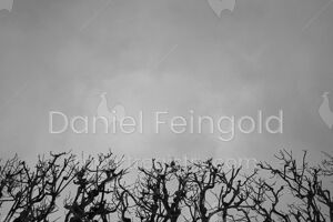 Homenagem ao Retângulo, subsérie Planos, imagem #15