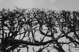 Homenagem ao Retângulo, subsérie Planos, imagem #12
