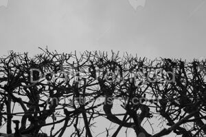 Homenagem ao Retângulo, subsérie Planos, imagem #11