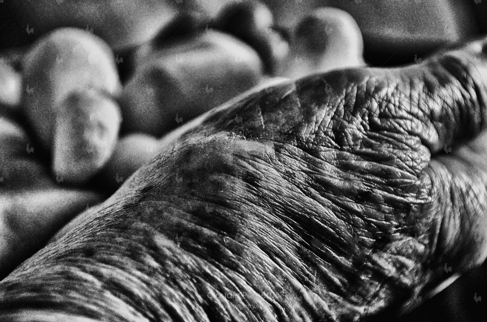 Stonehand 6