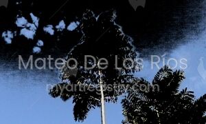 Gualanday I Claroscuro