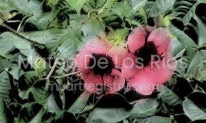 Copa Morada I