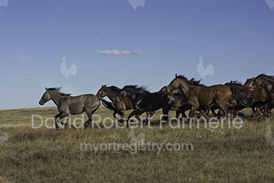 No Fences #1