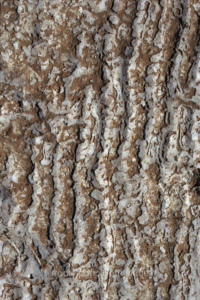 DENTELLE