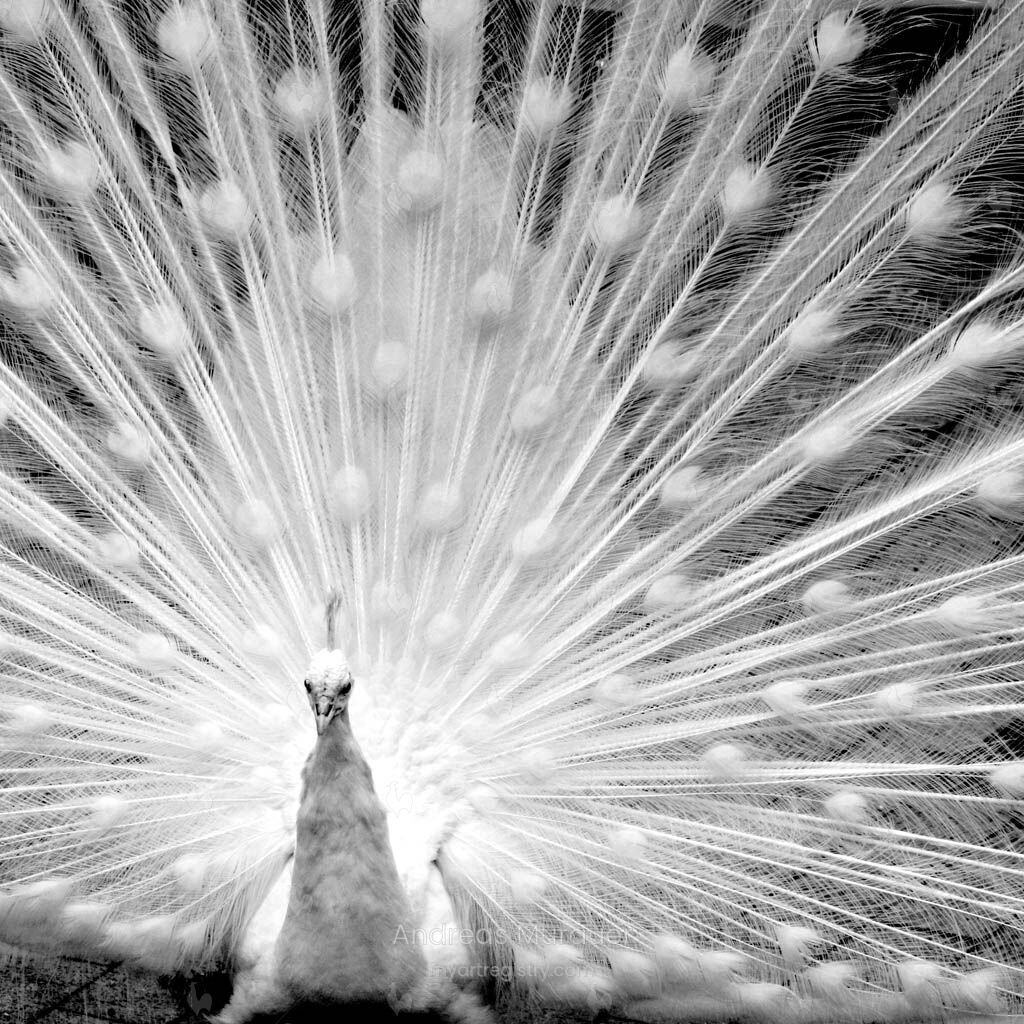 weißer Pfau