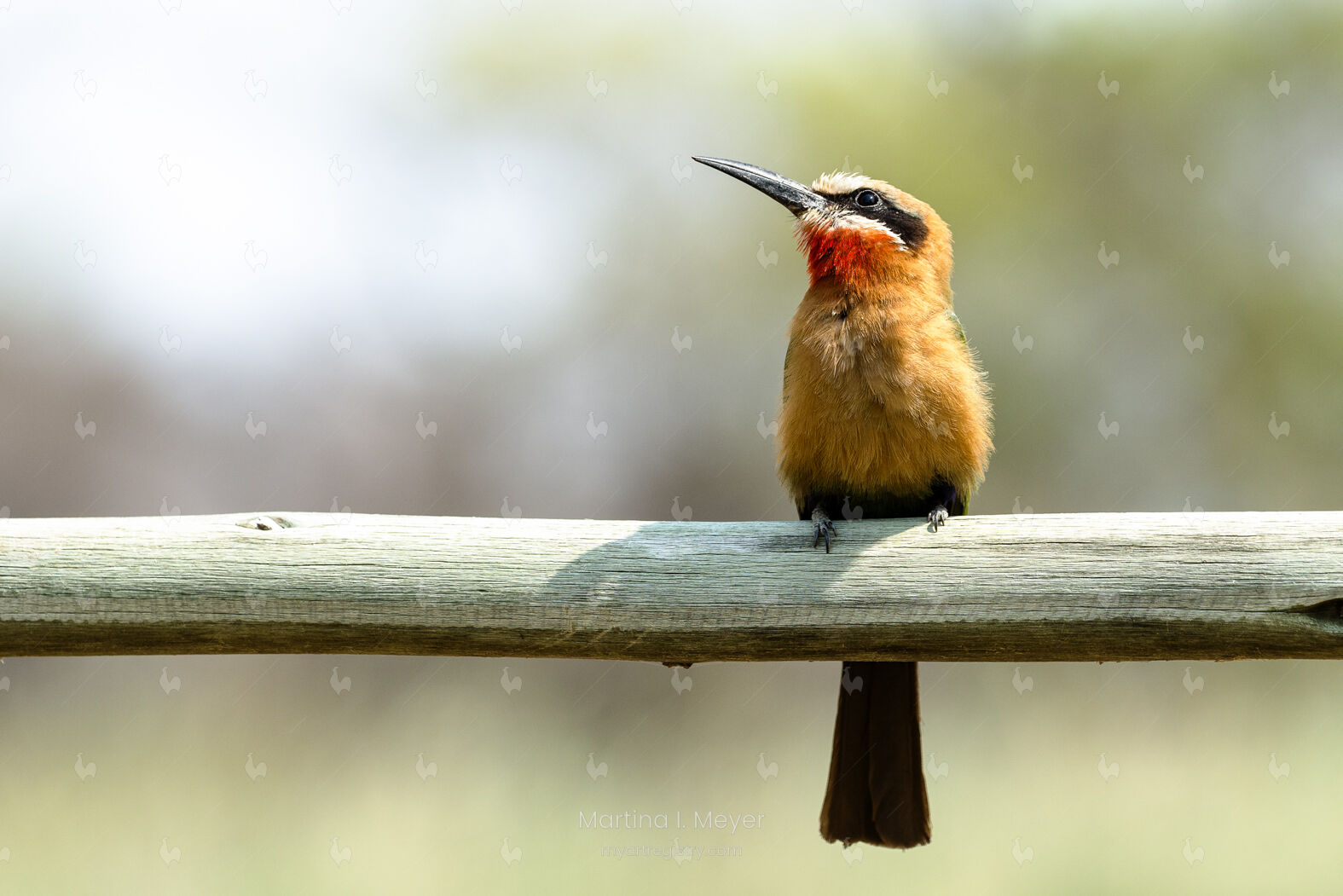 Merops bullockoides, Whitefronted Bee-eater