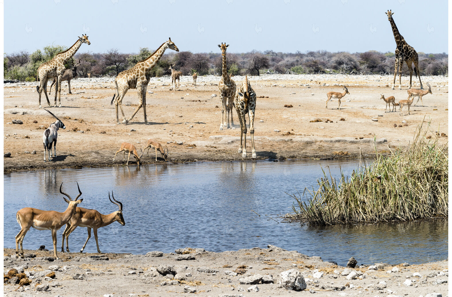 Animals at a waterhole, Etosha National Park, Namibia