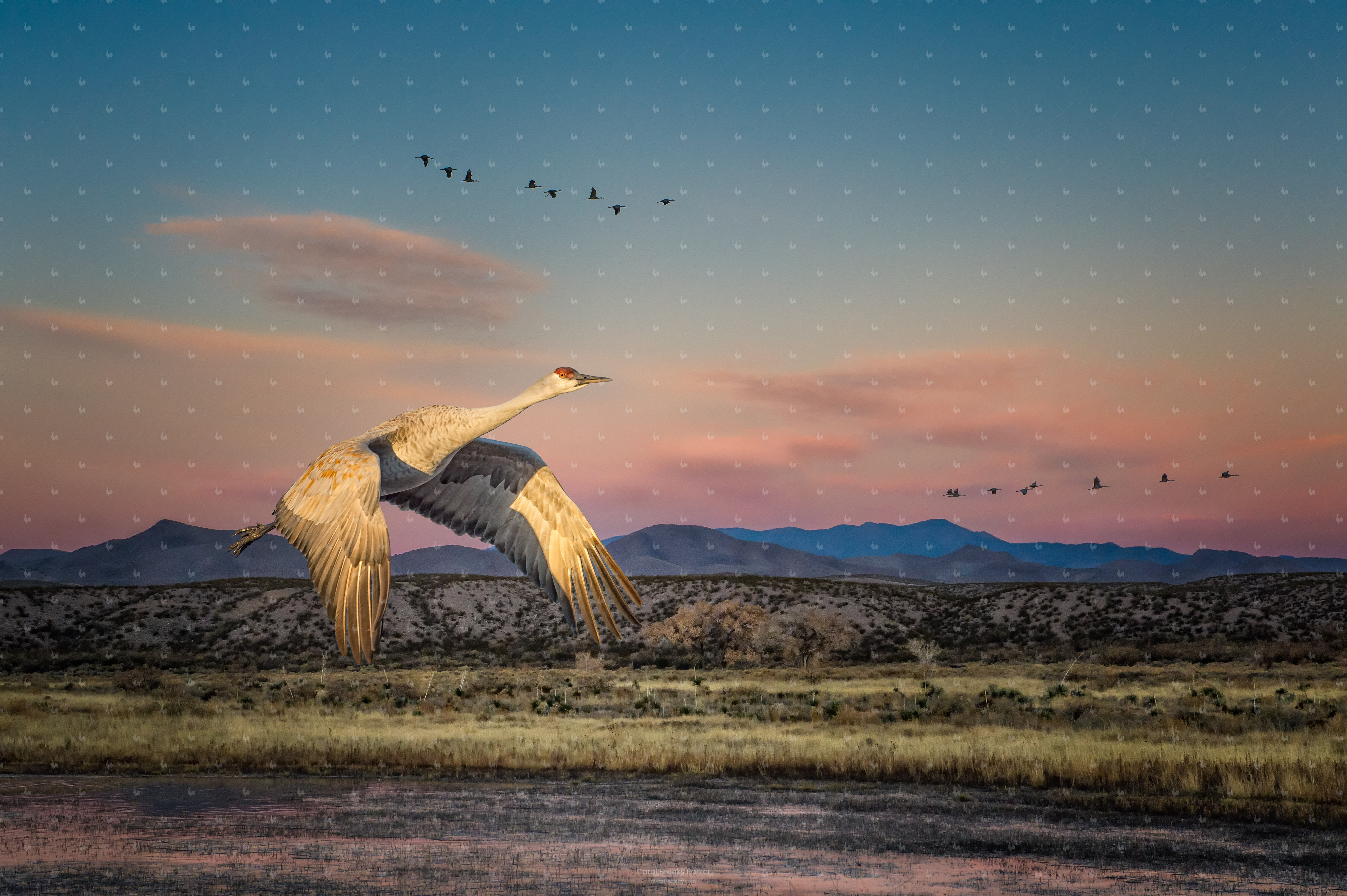 Sandhill Crane in a New Mexico Landscape, 2012